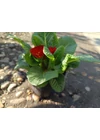 PRIMULA piros