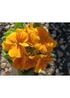 PRIMULA sárga