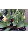 Sárga, cirmos  tulipán / cserepes