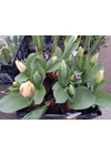 Sárga, cirmos  tulipán / cserepes