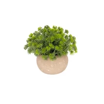 Selyemvirág tűlevelű növény kaspóban 14 cm