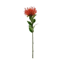 Selyemvirág Protea 73x12x12 cm