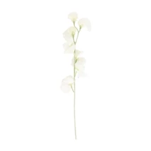 Selyemvirág Lathyrus