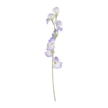 Selyemvirág Lathyrus