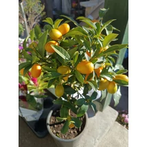 Kumquat citrus féle 