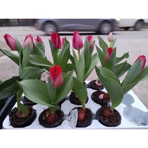 Piros tulipán / cserepes