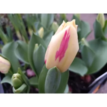 Sárga, cirmos  tulipán / cserepes