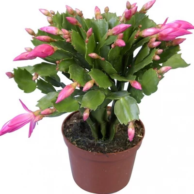 Karácsonyi kaktusz - euphorbia