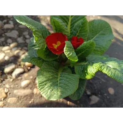 PRIMULA piros
