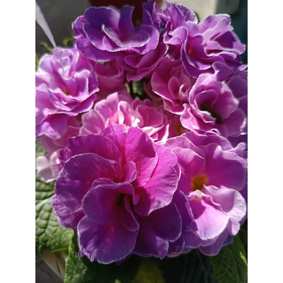 PRIMULA lila