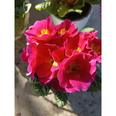 PRIMULA rózsaszín