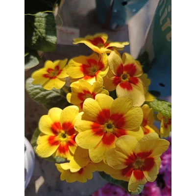 PRIMULA sárga-piros középpel