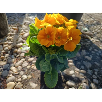 PRIMULA sárga