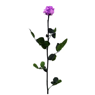 Örökrózsa díszdobozban - 1 szál, lila színben