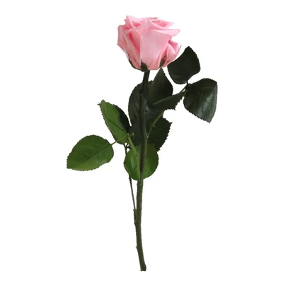 Örökrózsa díszdobozban - 1 szál, rózsaszín színben