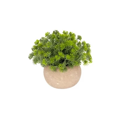 Selyemvirág tűlevelű növény kaspóban 14 cm