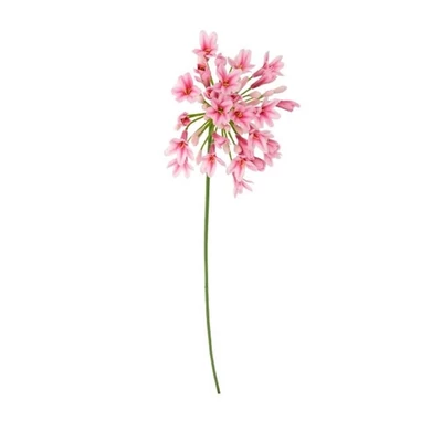 Selyemvirág Agapanthus 75x15x15 cm
