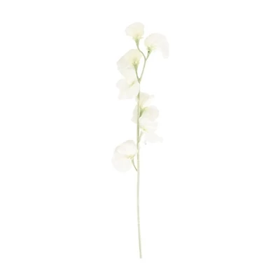 Selyemvirág Lathyrus