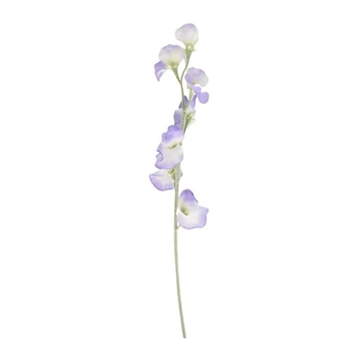 Selyemvirág Lathyrus
