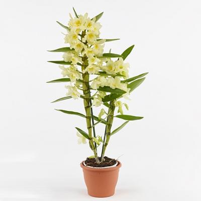 Dendrobium-sárga