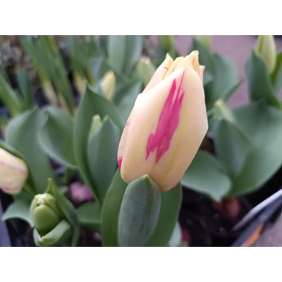 Sárga, cirmos  tulipán / cserepes