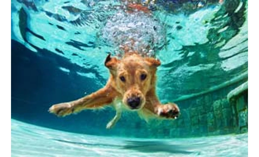 Hűtőmellény és hűsítő matrac kutyáknak: figyeljen kedvencére!