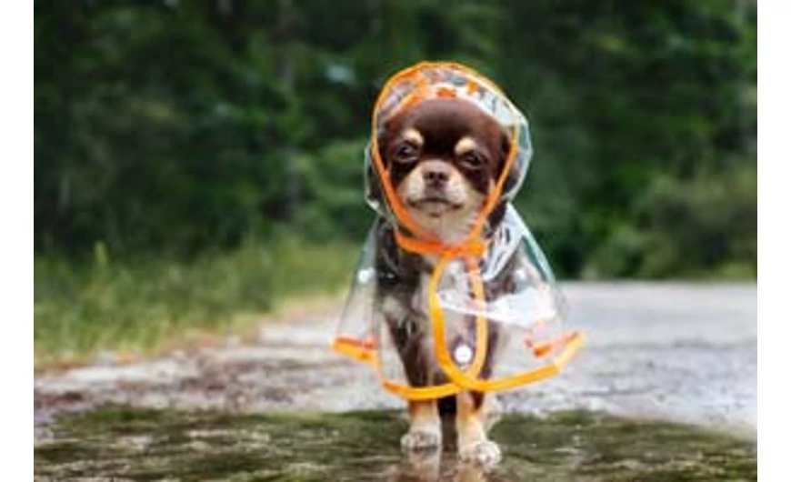 Kutya esőkabátra nyáron is szükség lehet! 