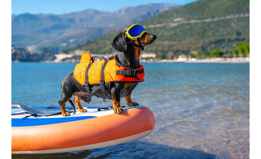 Kutya mentőmellény, hogy együtt strandolhassatok, biztonságban! 