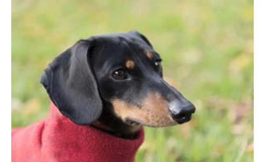 Polár kutyapulcsi: szerezze be időben! 